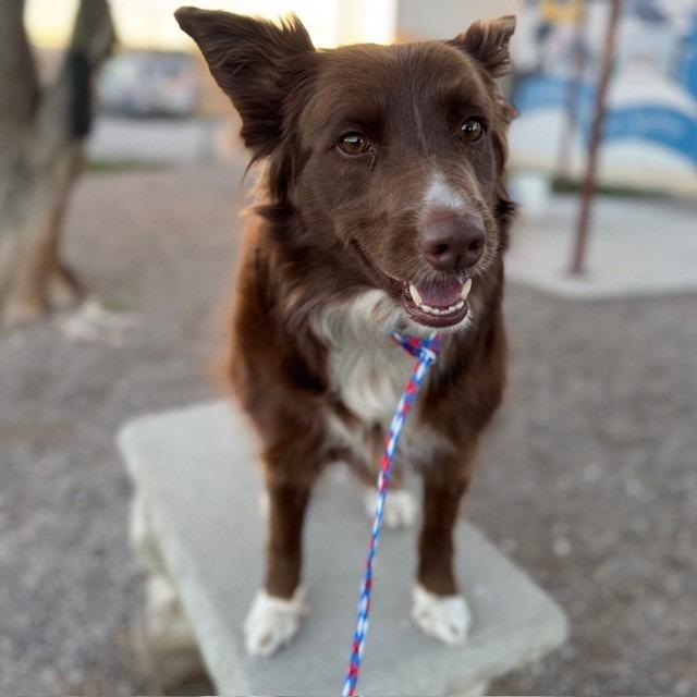 Enlarge Lucy, a Adoptable mixed breed in Bullhead City, AZ image 3/3