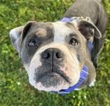 Gladys, Adoptable, Adult Female American Bulldog.