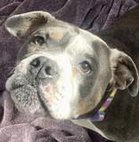 Enlarge Gladys, a Adoptable American Bulldog in Santa Cruz, CA image 3/3
