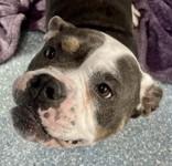 Enlarge Gladys, a Adoptable American Bulldog in Santa Cruz, CA image 2/3