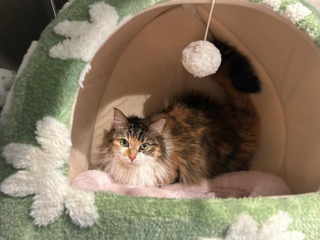 Simba (female), adopted, Senior Female Domestic Long Hair.