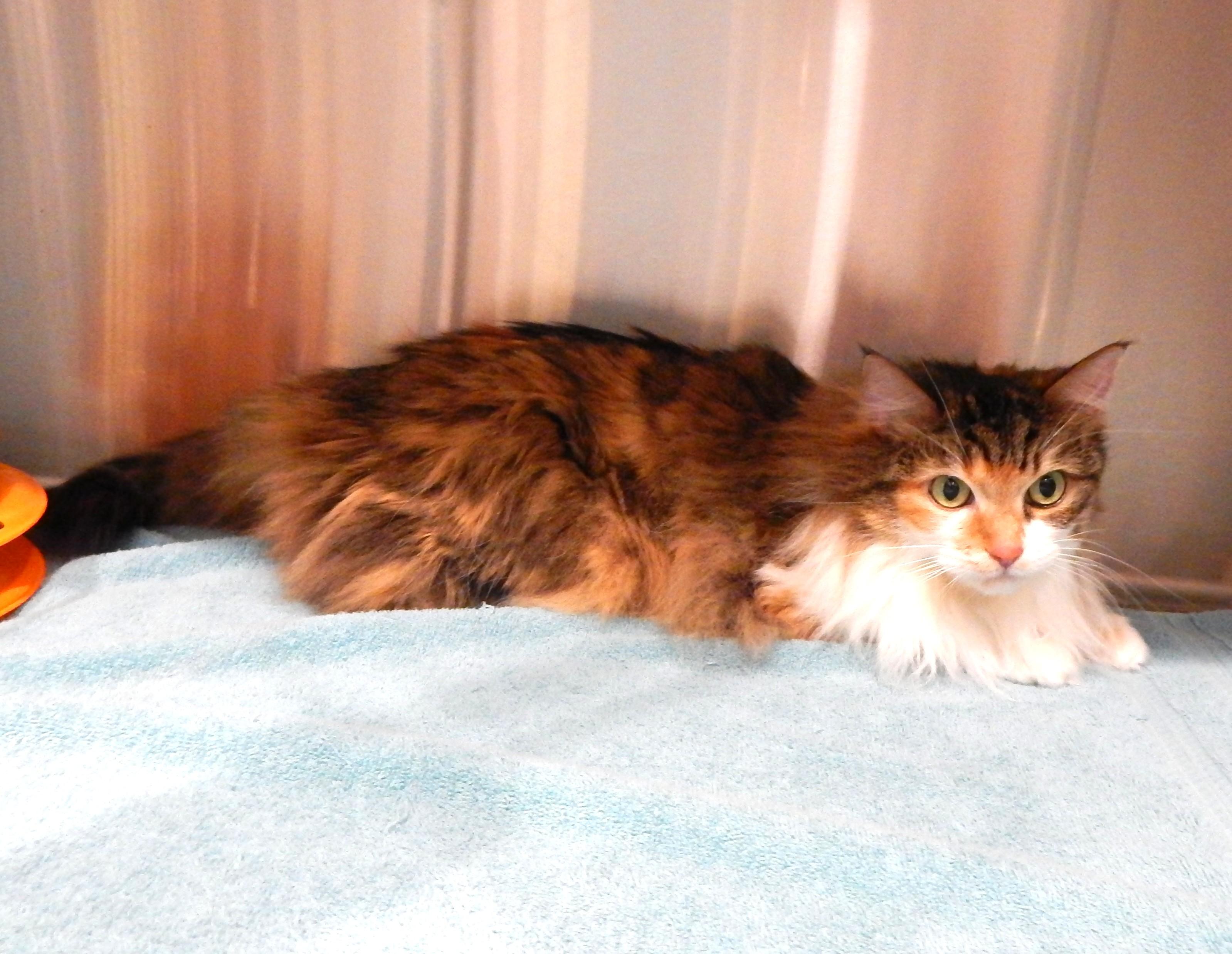 Enlarge Simba (female), an adopted Domestic Long Hair in Mesquite, NV image 2/3