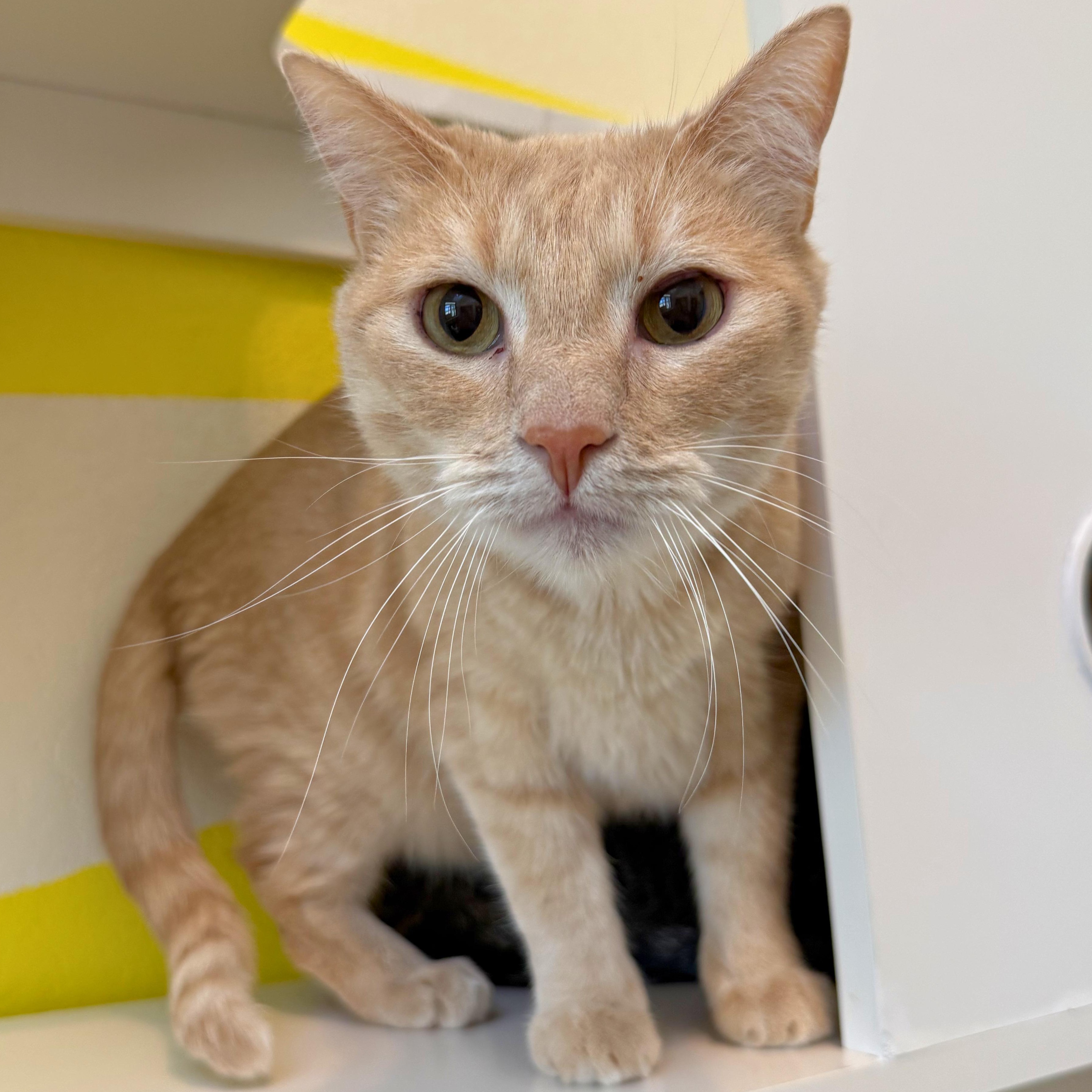 Love Bug, Adoptable, Senior Male Domestic Short Hair.