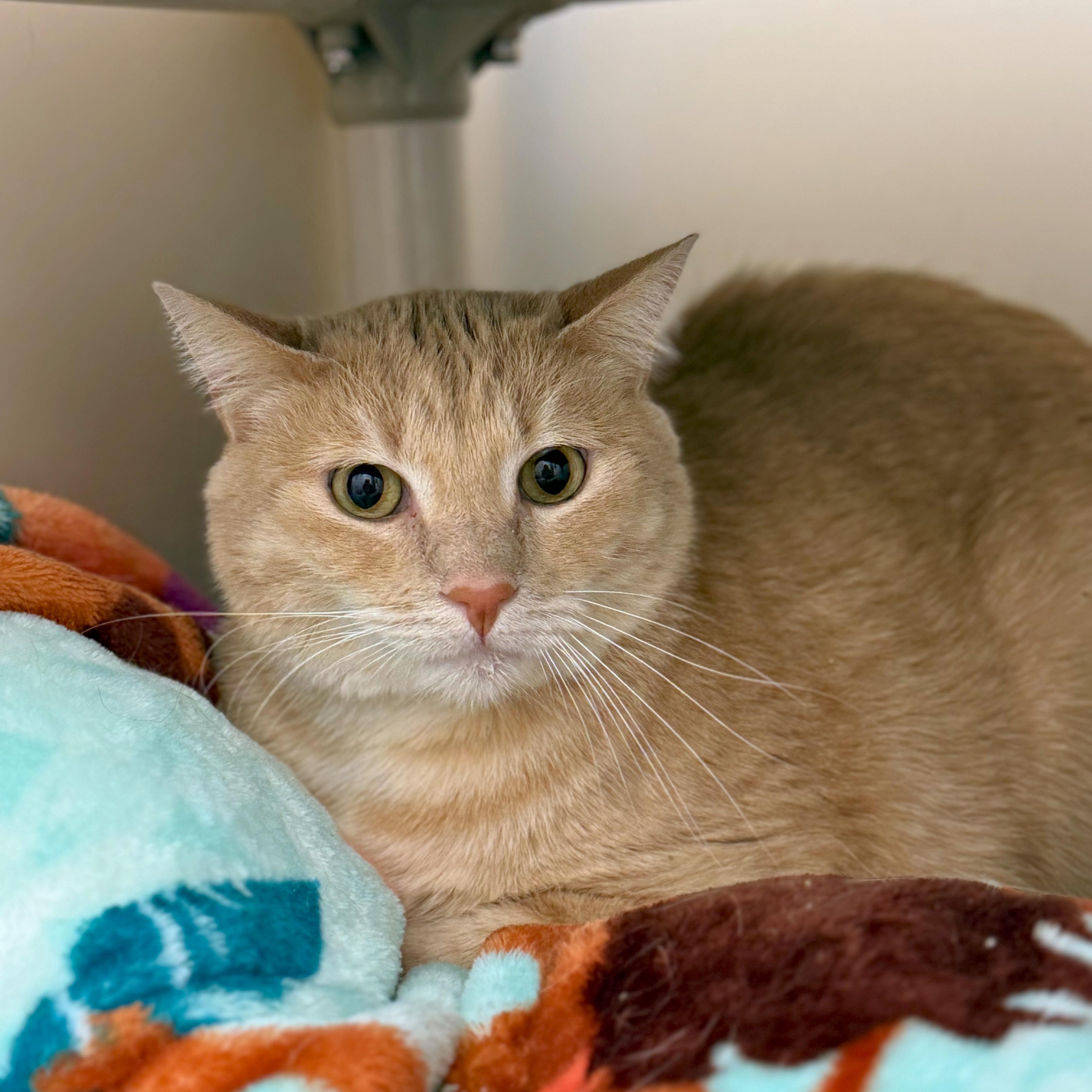 Love Bug, Adoptable, Senior Male Domestic Short Hair.