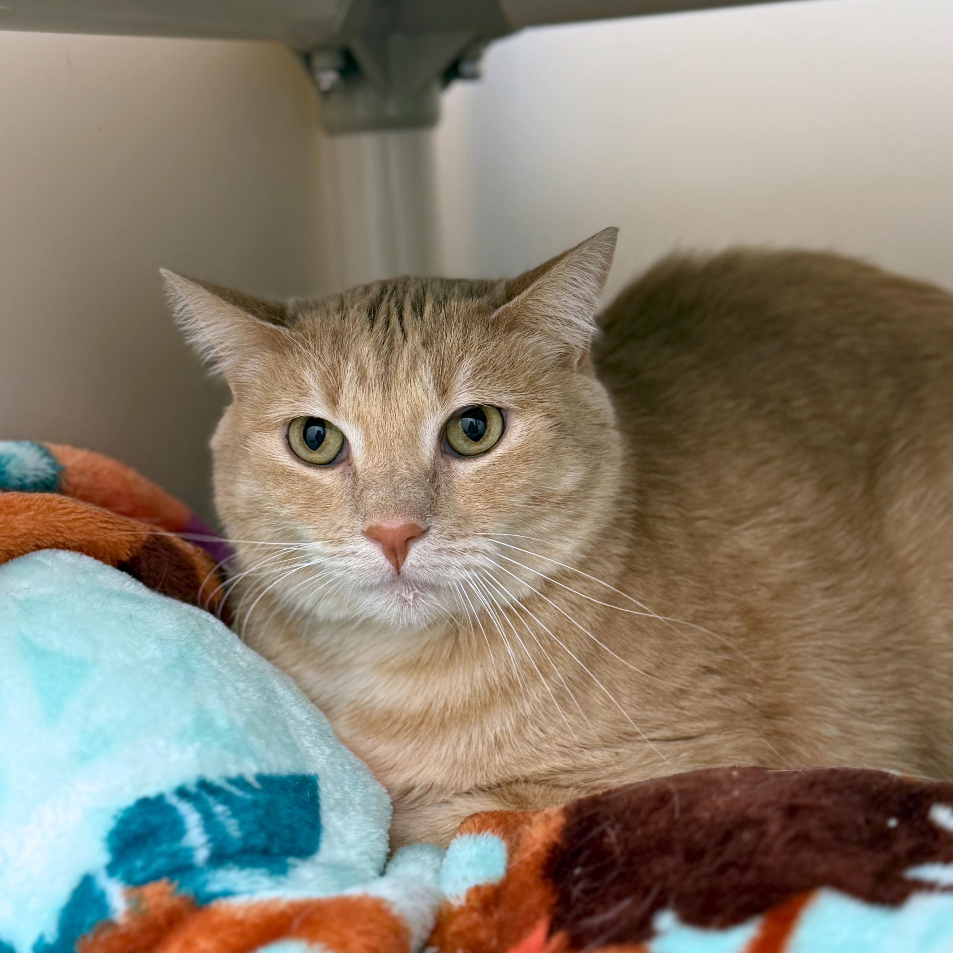 Enlarge Love Bug, a Adoptable Domestic Short Hair in Ridgway, CO image 3/3