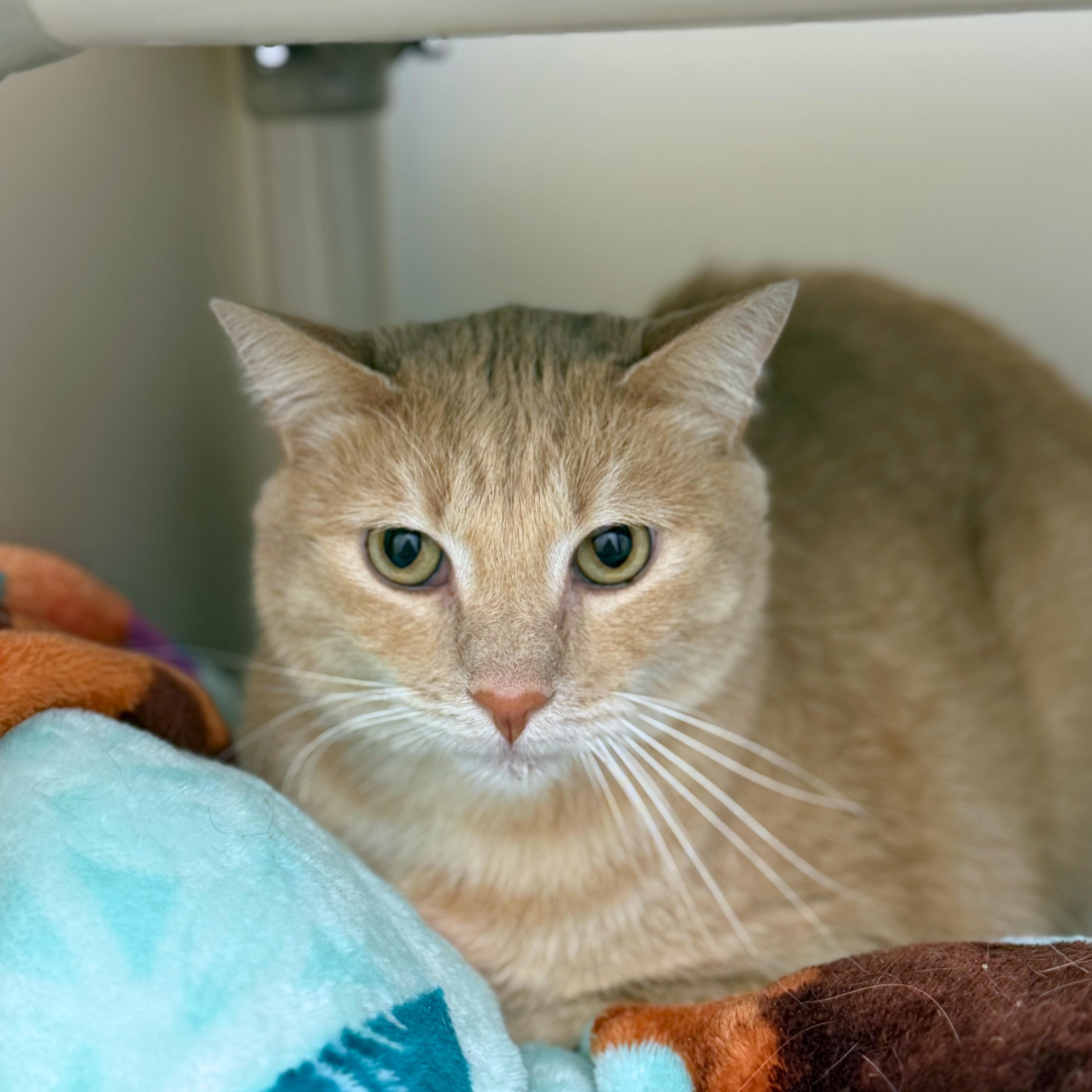 Enlarge Love Bug, a Adoptable Domestic Short Hair in Ridgway, CO image 2/3