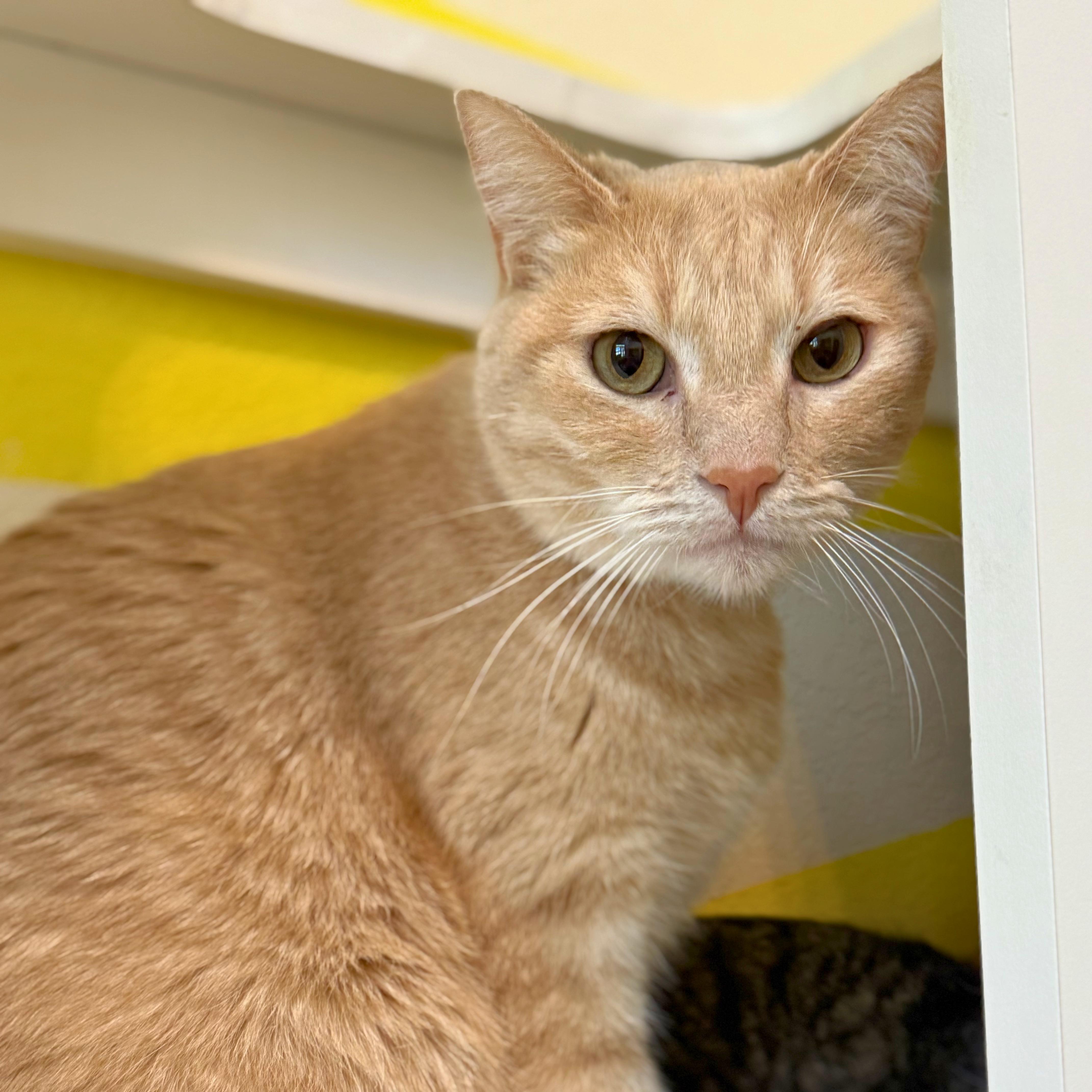 Enlarge Love Bug, a Adoptable Domestic Short Hair in Ridgway, CO image 2/5