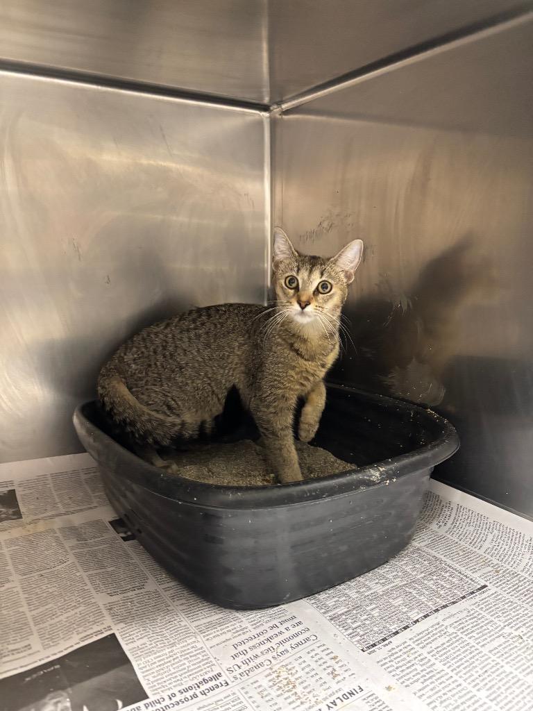 Hazel, Adoptable, Kitten Female Domestic Short Hair.