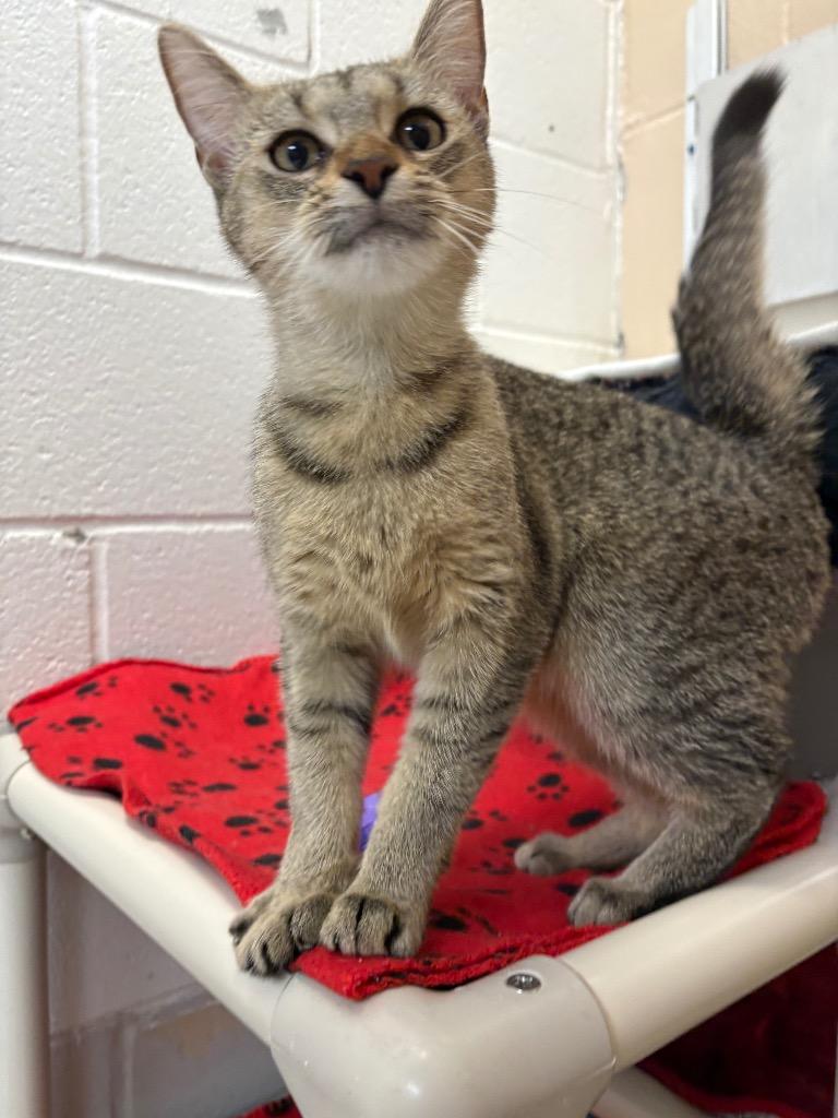Hazel, a Adoptable mixed breed in Findlay, OH image 2/2