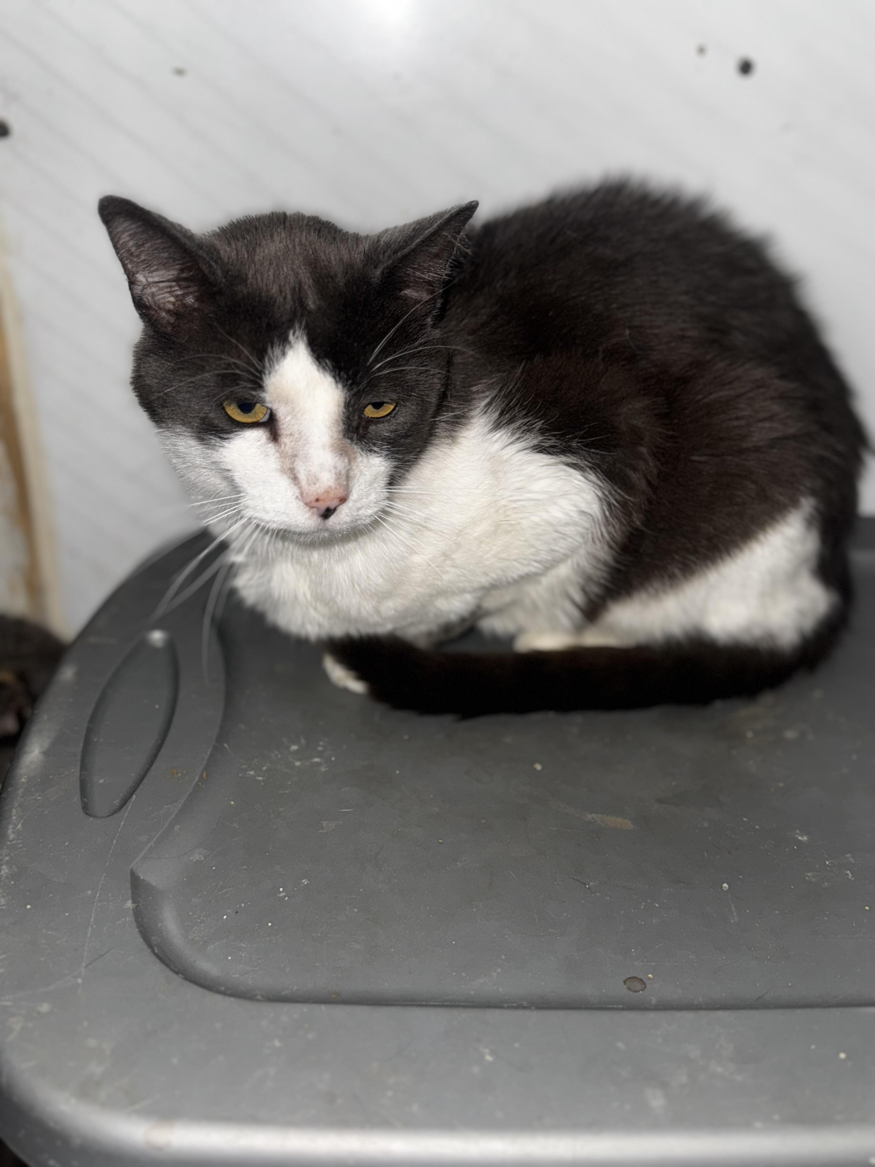 Samuel, an adoptable Tabby in Billings, MT, 59101 | Photo Image 2