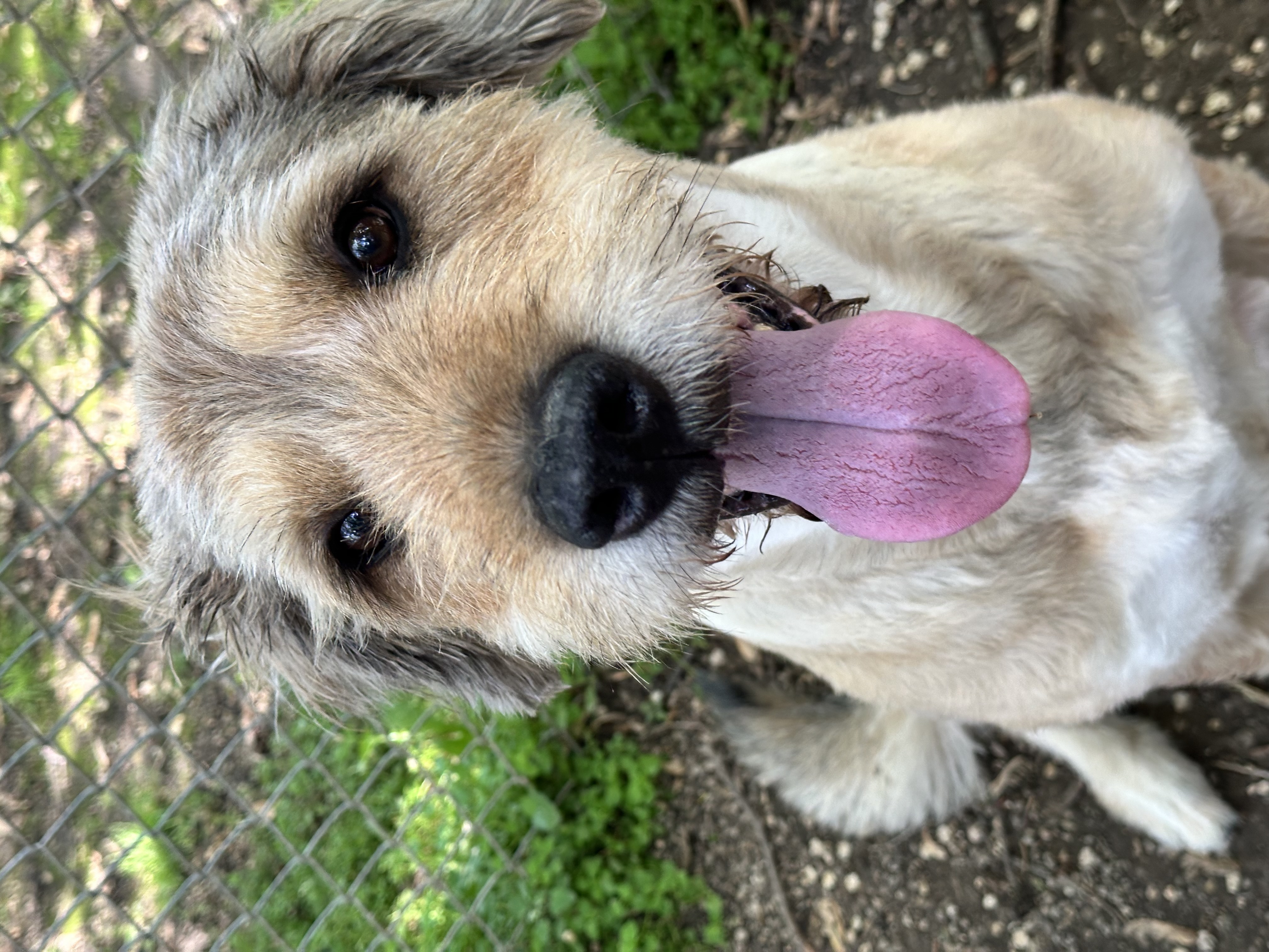 Cona, Adoptable, Adult Female Terrier.