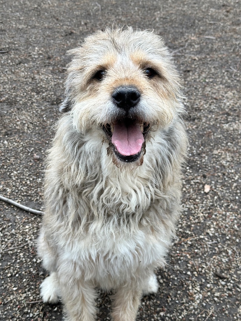 Cona, Adoptable, Adult Female Terrier.