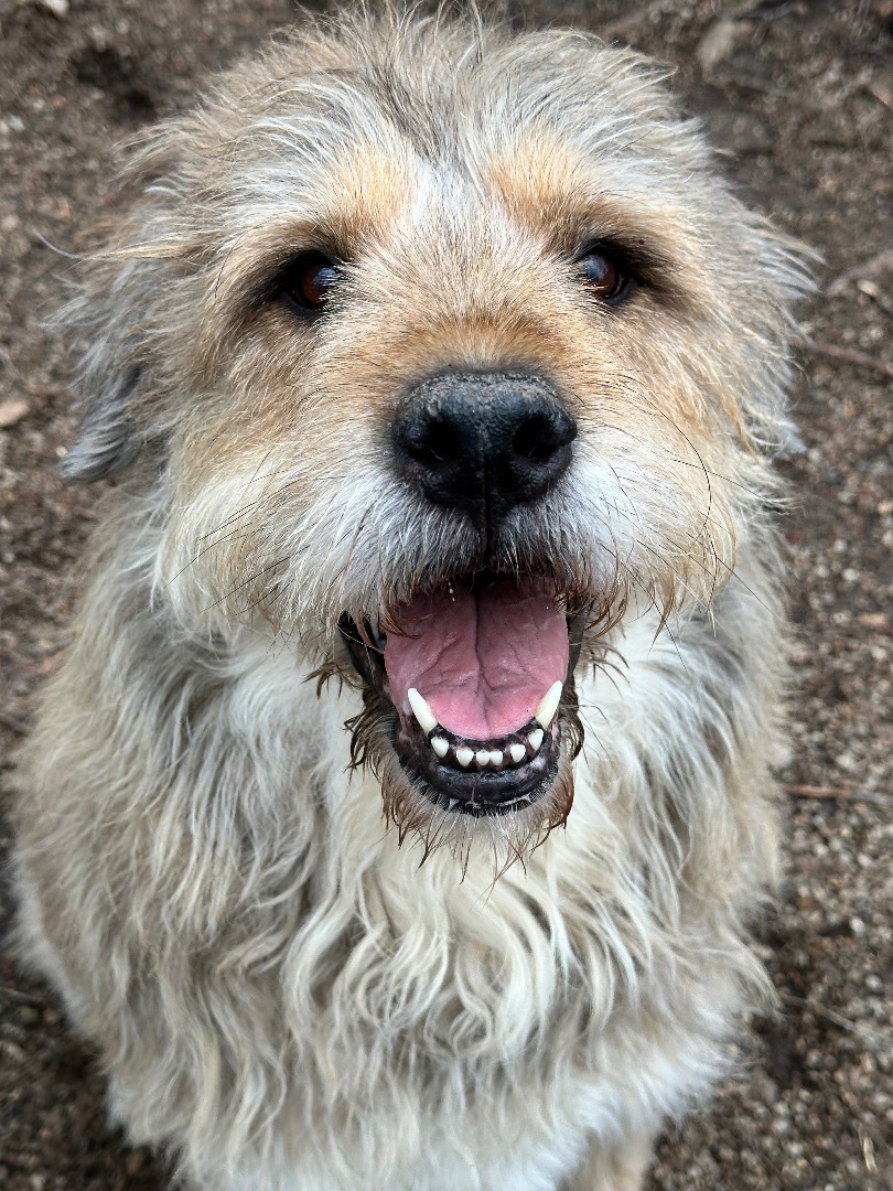 Enlarge Cona, a Adoptable Terrier in Sugar Grove, IL image 4/4