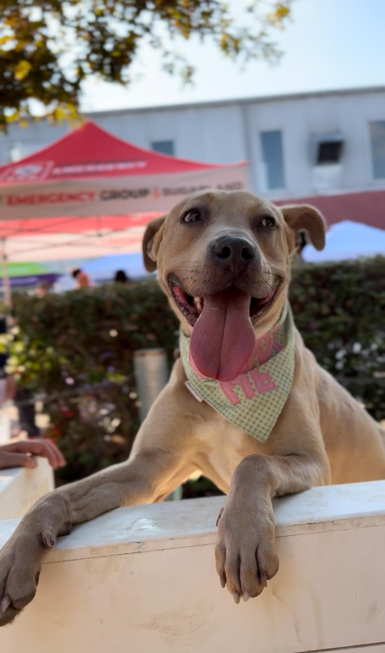 Harley, a Adoptable mixed breed in Portland, OR image 5/6