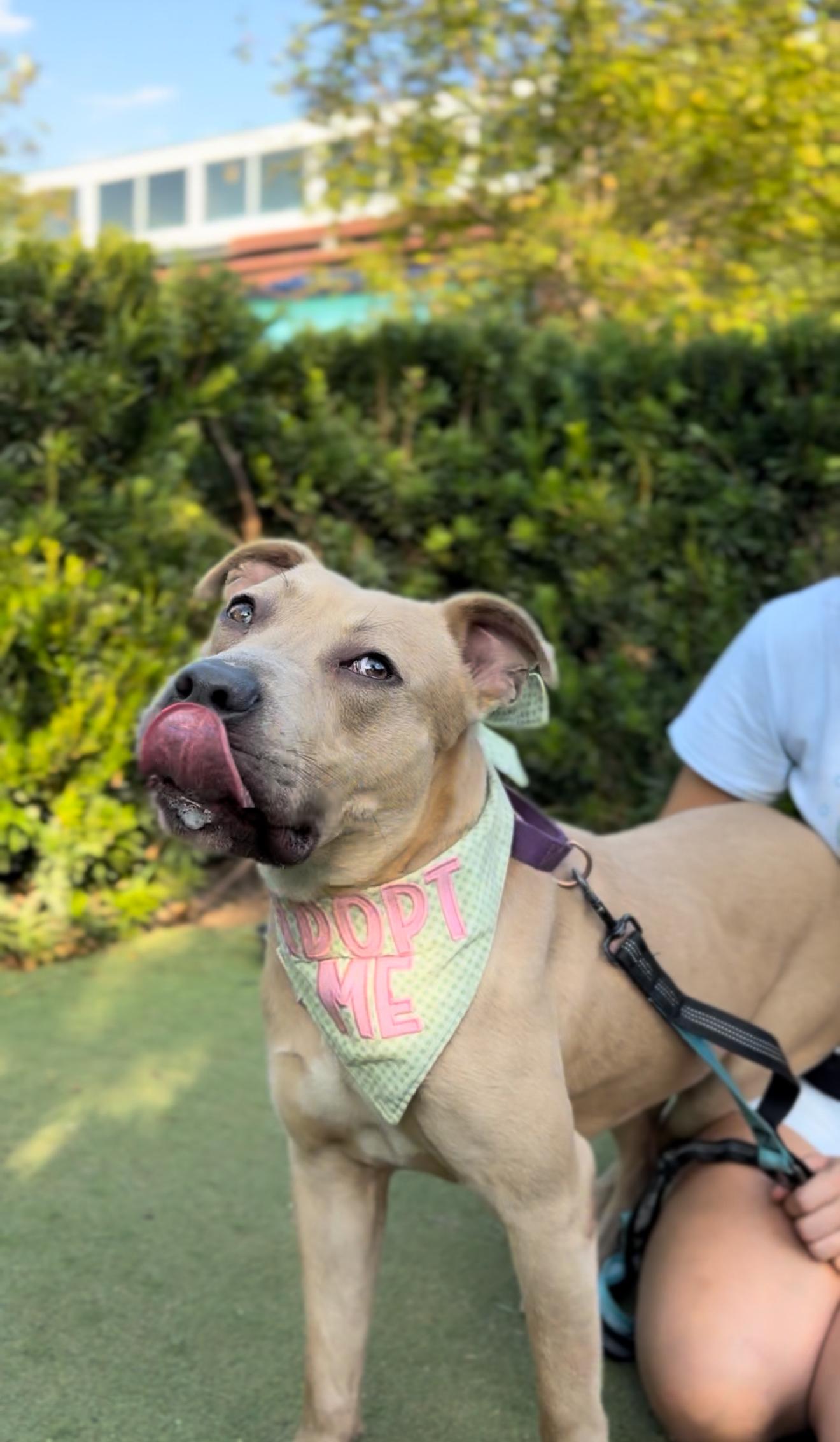 Harley, a Adoptable mixed breed in Portland, OR image 4/6