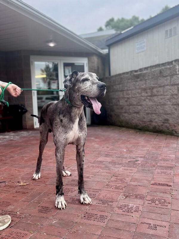 Moose, Adoptable, Adult Male Great Dane.
