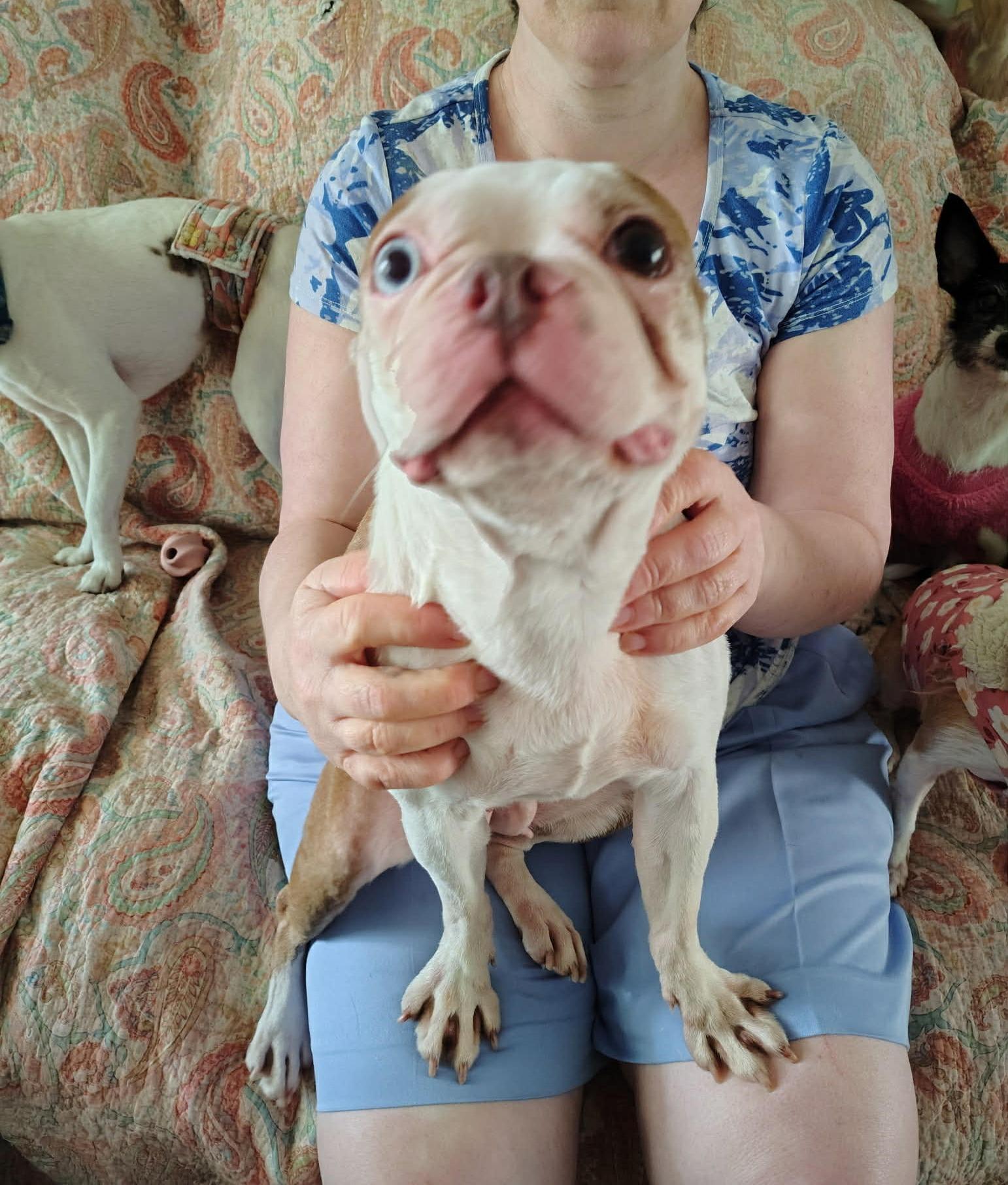 Courtesy Post - Kwinn, ADOPTABLE, Young Female Boston Terrier.