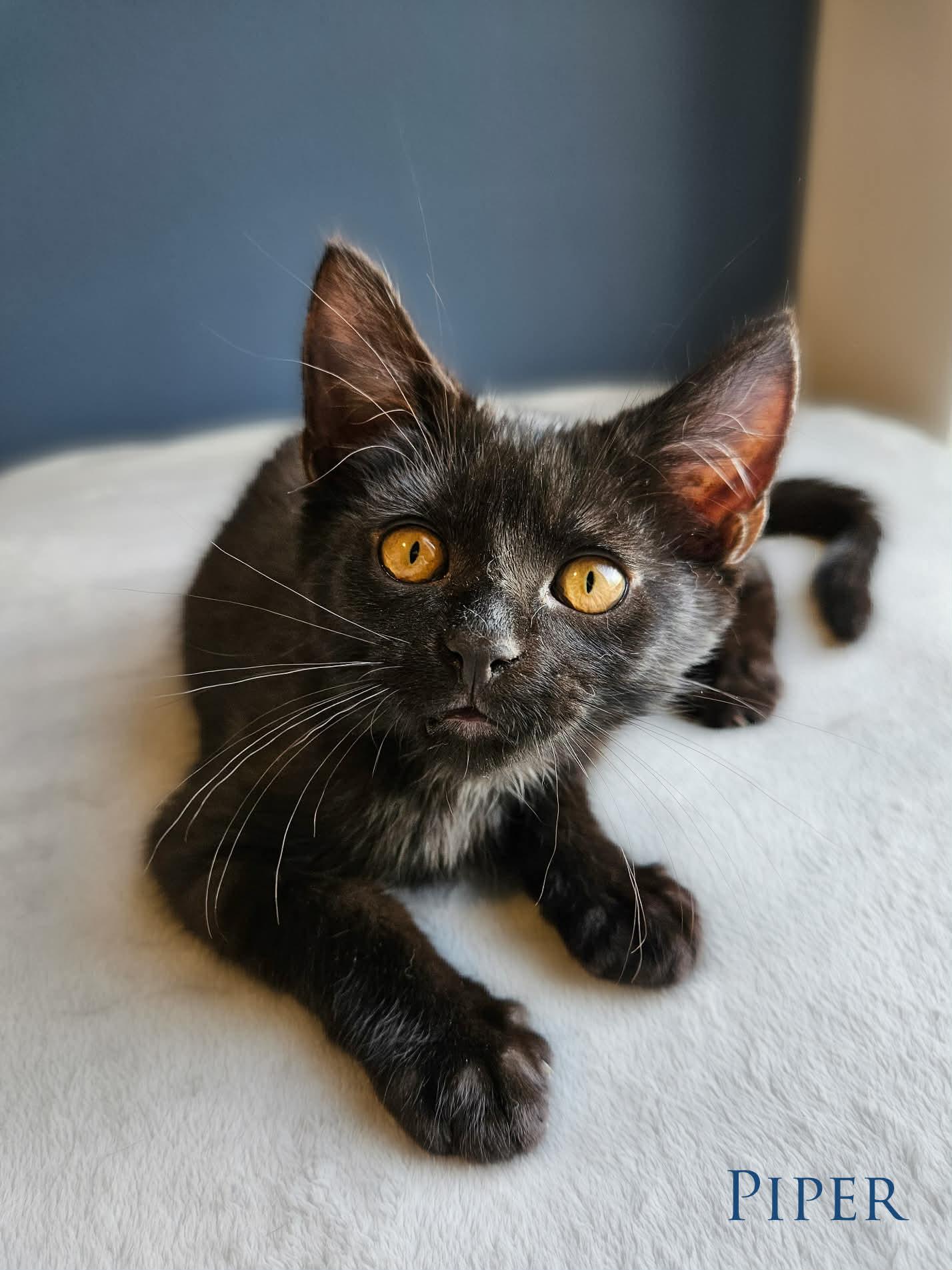 Piper, ADOPTABLE, Kitten Female Domestic Short Hair.