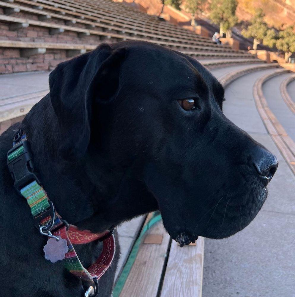 Tyneman, an adoptable mixed breed in Larkspur, CO image 2/5