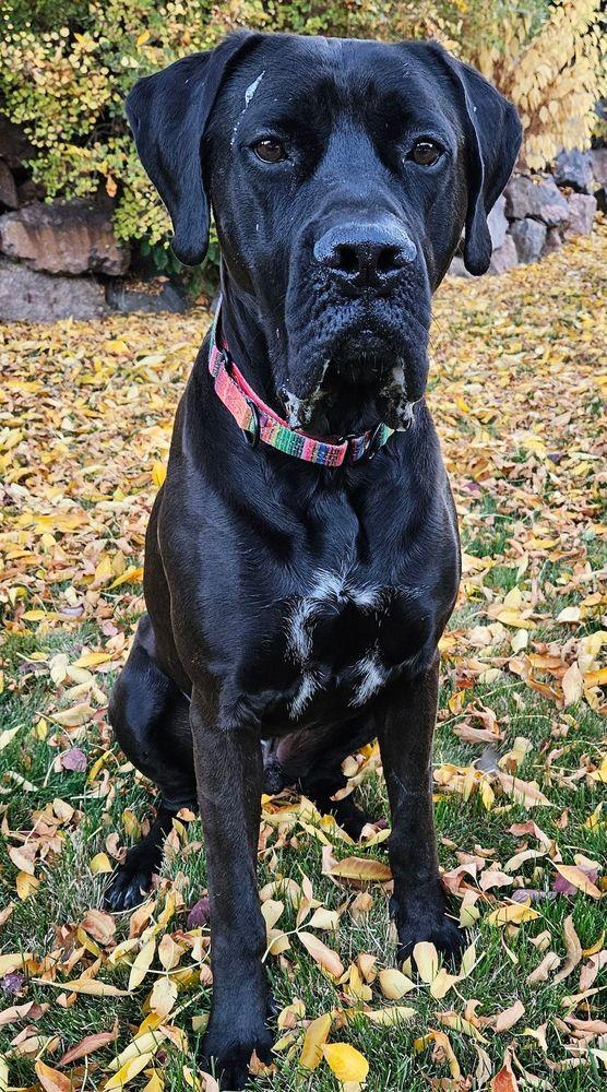 Tyneman, an adoptable mixed breed in Larkspur, CO image 4/5
