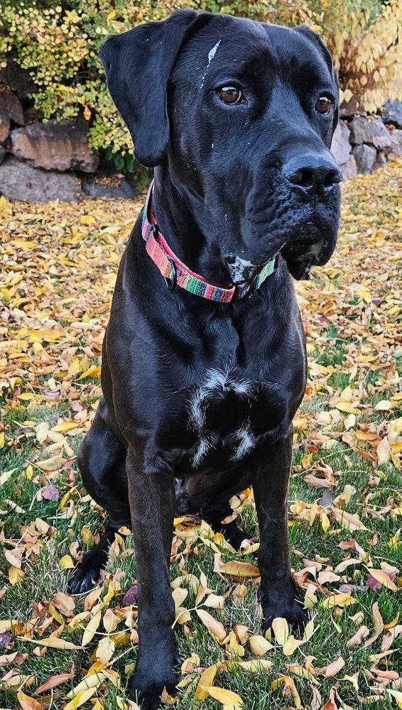 Tyneman, an adoptable mixed breed in Larkspur, CO image 5/5