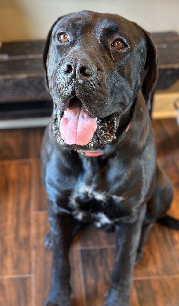 Tyneman, an adoptable mixed breed in Larkspur, CO image 3/5