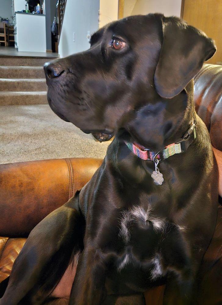 Tyneman, an adoptable mixed breed in Larkspur, CO image 1/5