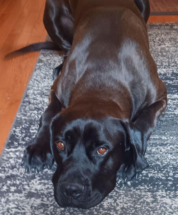 Tyneman, a Adoptable mixed breed in Larkspur, CO image 4/4