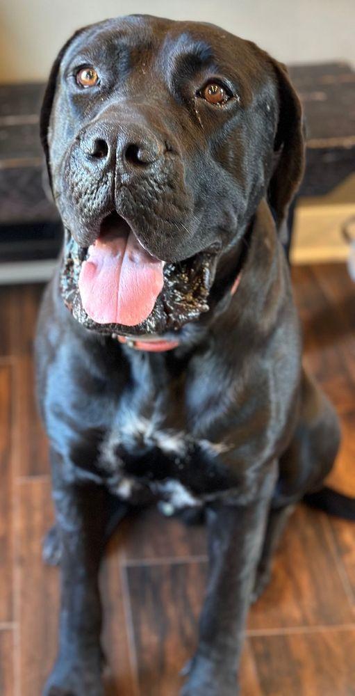 Tyneman, a Adoptable mixed breed in Larkspur, CO image 2/4