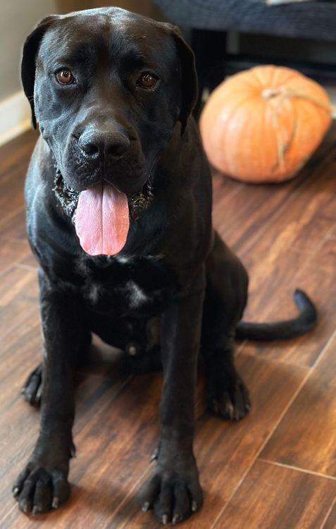 Tyneman, a Adoptable mixed breed in Larkspur, CO image 1/4