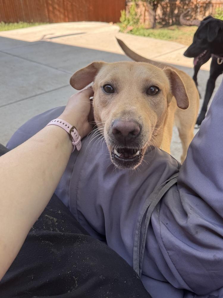 Creightonee / Scout, a Adoptable mixed breed in Broomfield, CO image 1/6