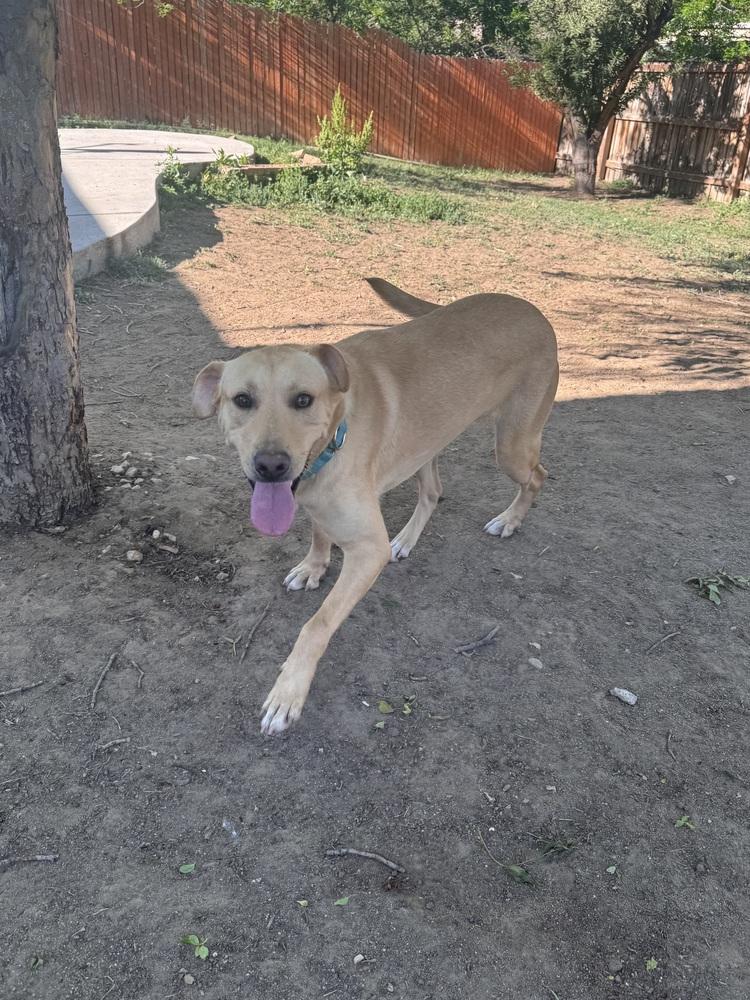 Creightonee / Scout, a Adoptable mixed breed in Broomfield, CO image 2/6