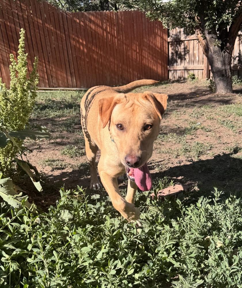 Creightonee / Scout, a Adoptable mixed breed in Broomfield, CO image 3/6