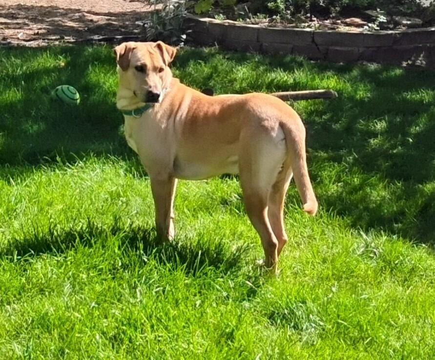 Creightonee / Scout, a Adoptable mixed breed in Broomfield, CO image 4/6