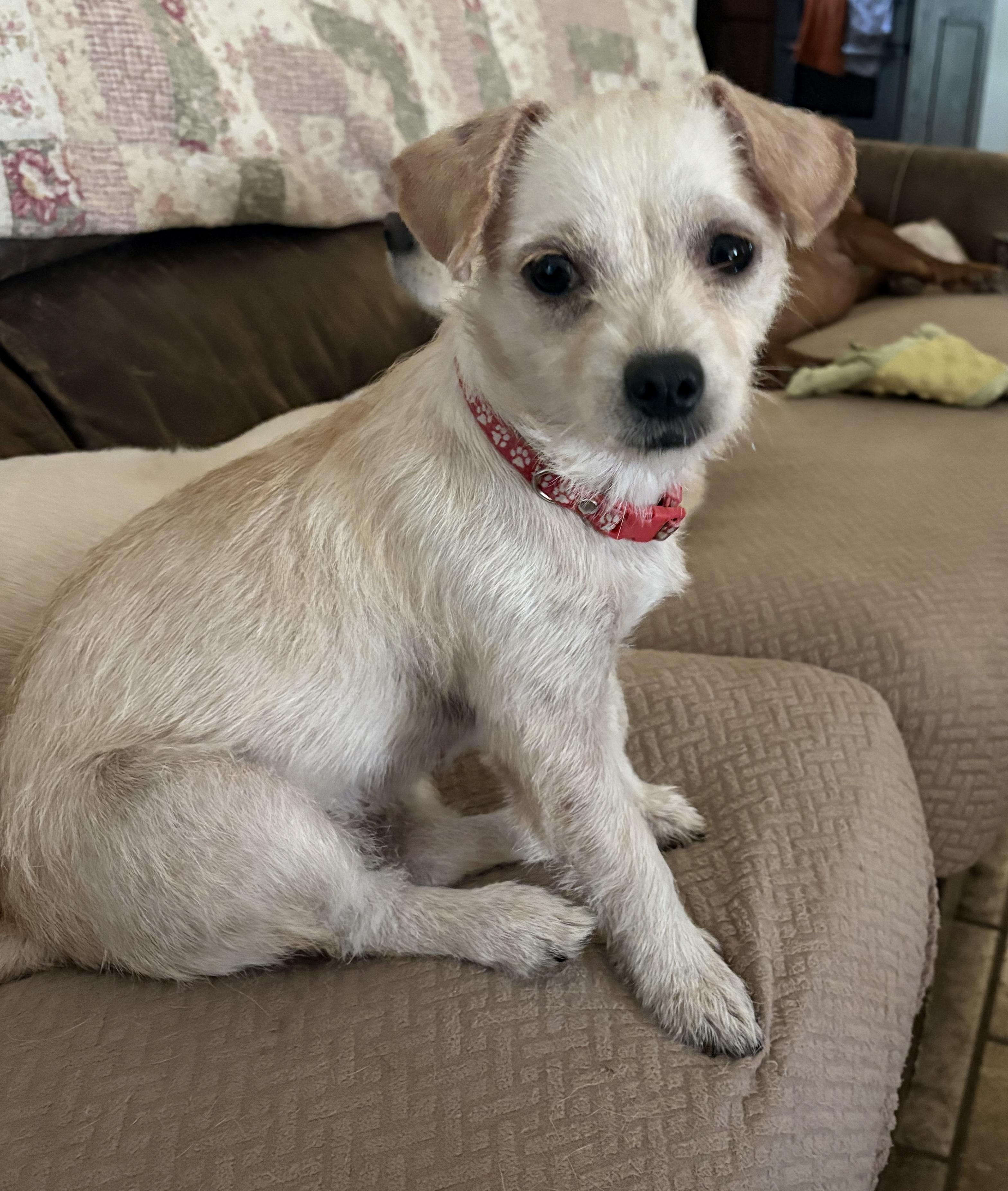 Laila, Adoptable, Young Female Terrier.