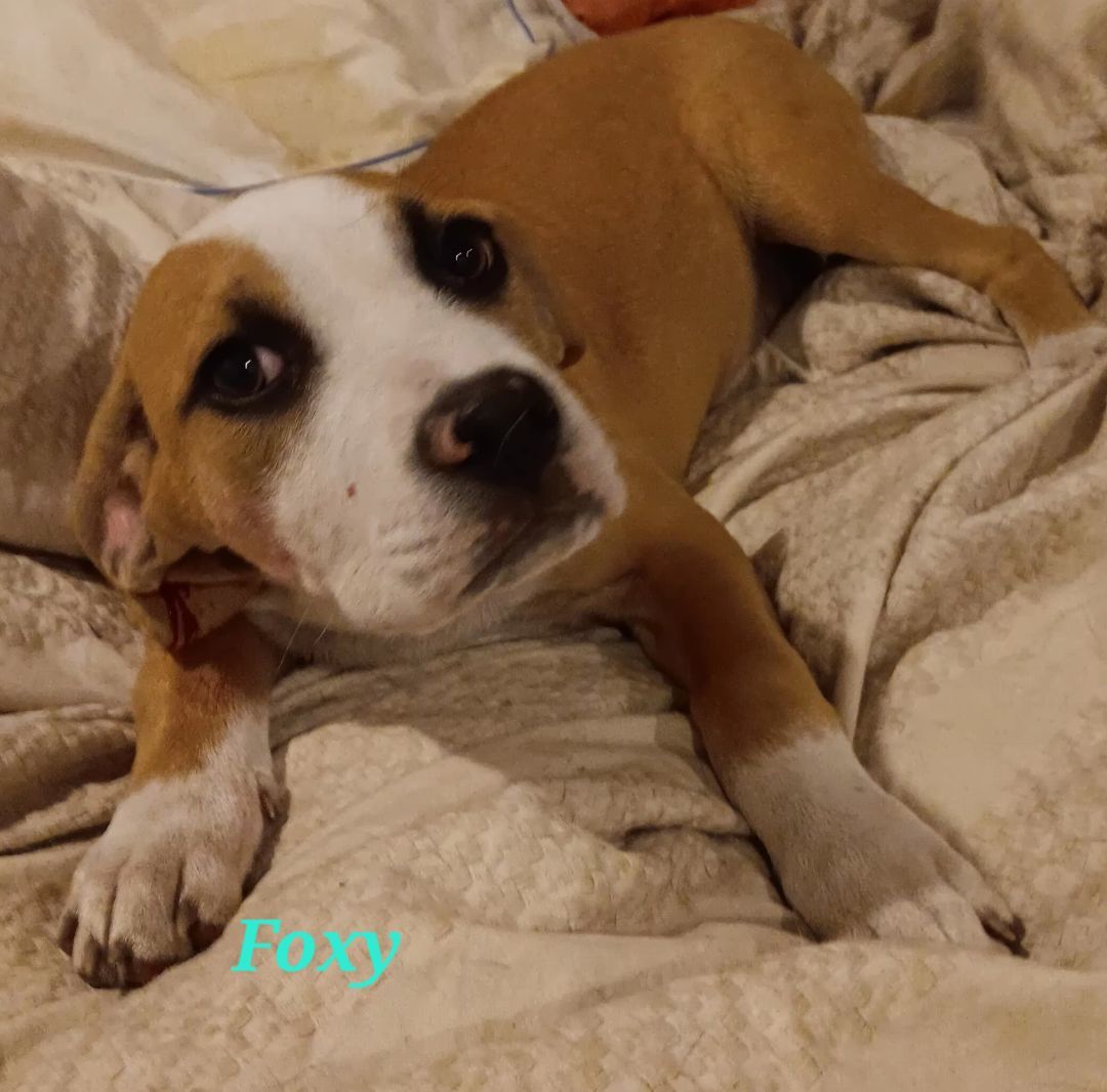 Enlarge Foxy, a Adoptable Beagle in Branchville, SC image 1/3