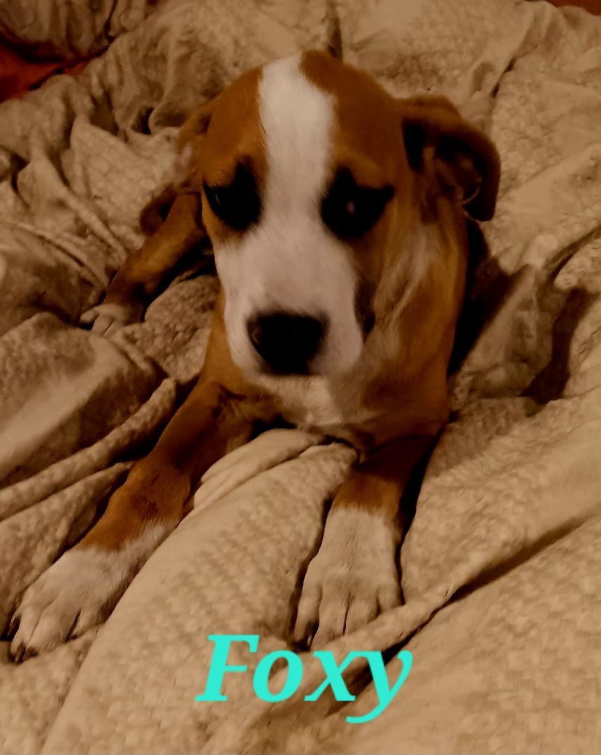 Foxy photo 2