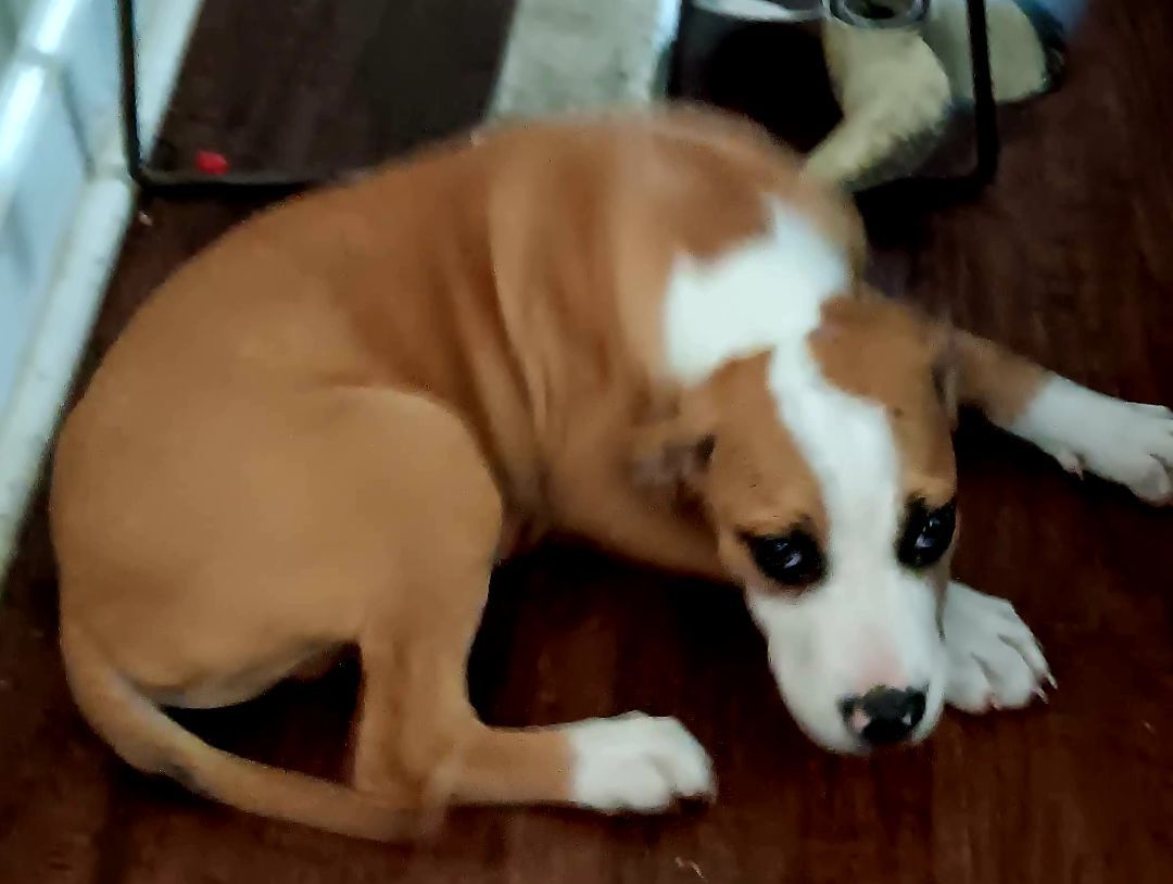 Enlarge Foxy, a Adoptable Beagle in Branchville, SC image 3/3
