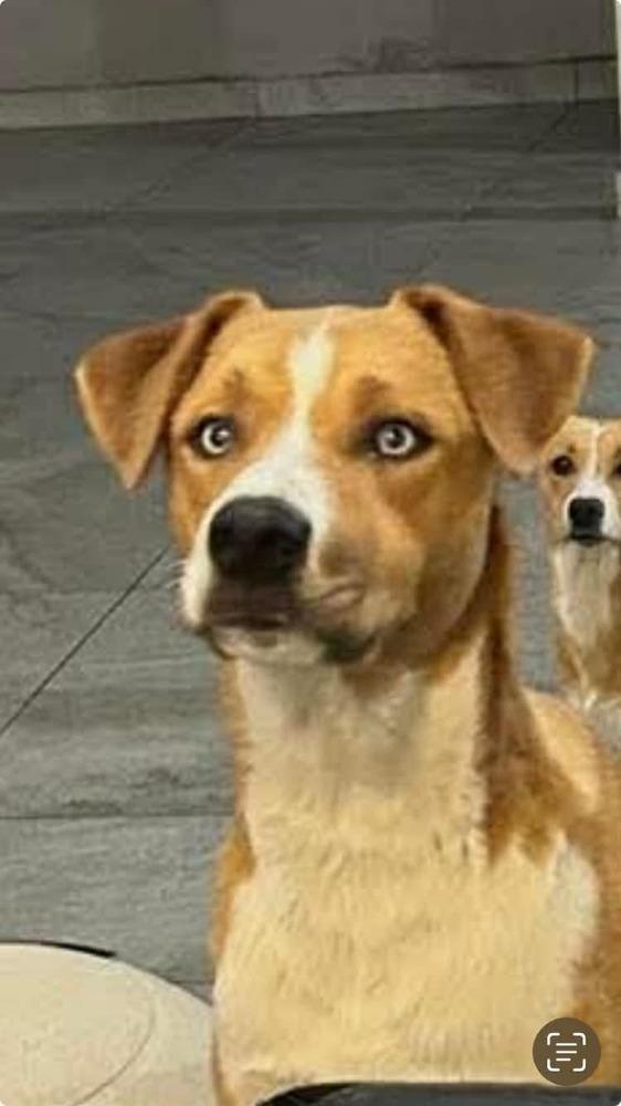 Enlarge Roney aka Spike, a Adoptable mixed breed in Cortez, CO image 1/1