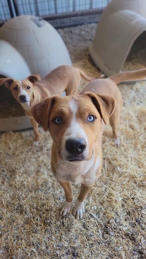 Roney aka Spike, Adoptable, Young Male Mixed Breed.