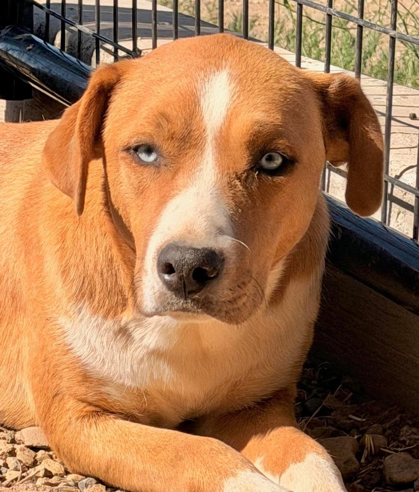 Enlarge Roney aka Spike, a Adoptable mixed breed in Cortez, CO image 2/6
