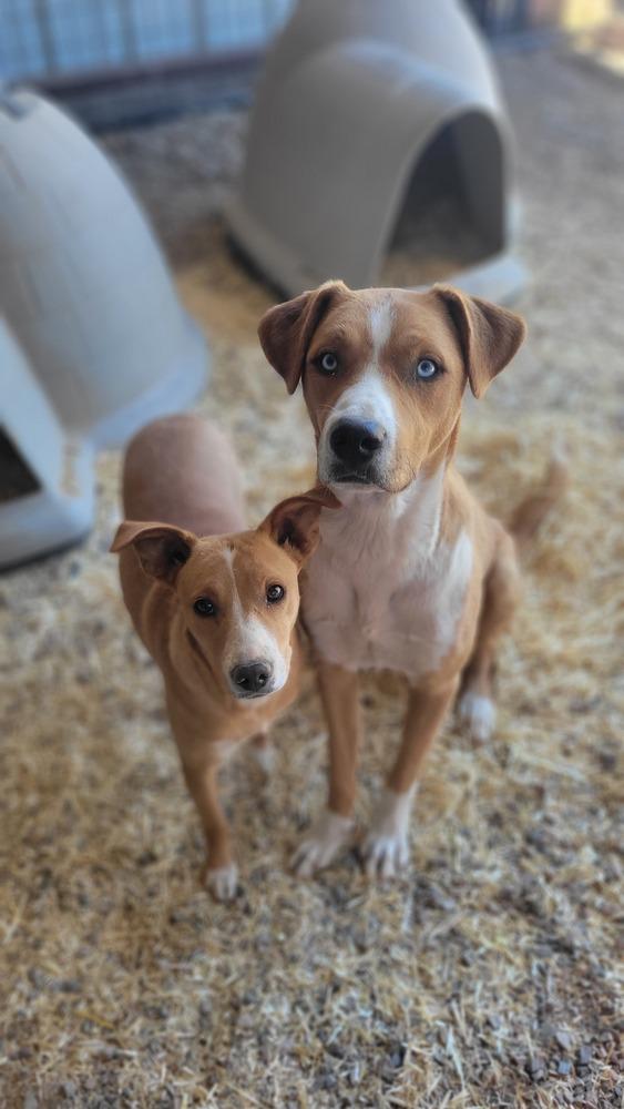 Enlarge Roney aka Spike, a Adoptable mixed breed in Cortez, CO image 3/6