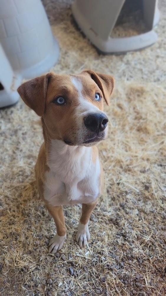 Enlarge Roney aka Spike, a Adoptable mixed breed in Cortez, CO image 4/6