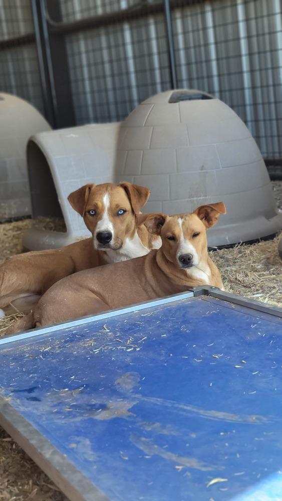 Enlarge Roney aka Spike, a Adoptable mixed breed in Cortez, CO image 5/6