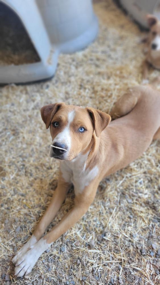 Enlarge Roney aka Spike, a Adoptable mixed breed in Cortez, CO image 6/6