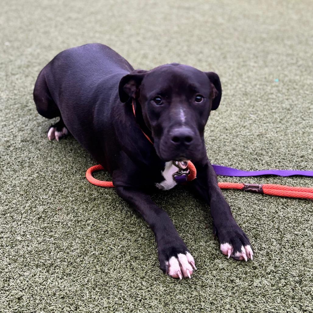 Rip, Adoptable, Adult Male Pit Bull Terrier & Mixed Breed.