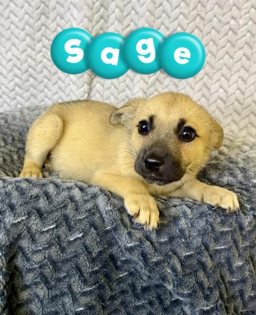 Sage, ADOPTABLE, Puppy Male Belgian Shepherd / Malinois.