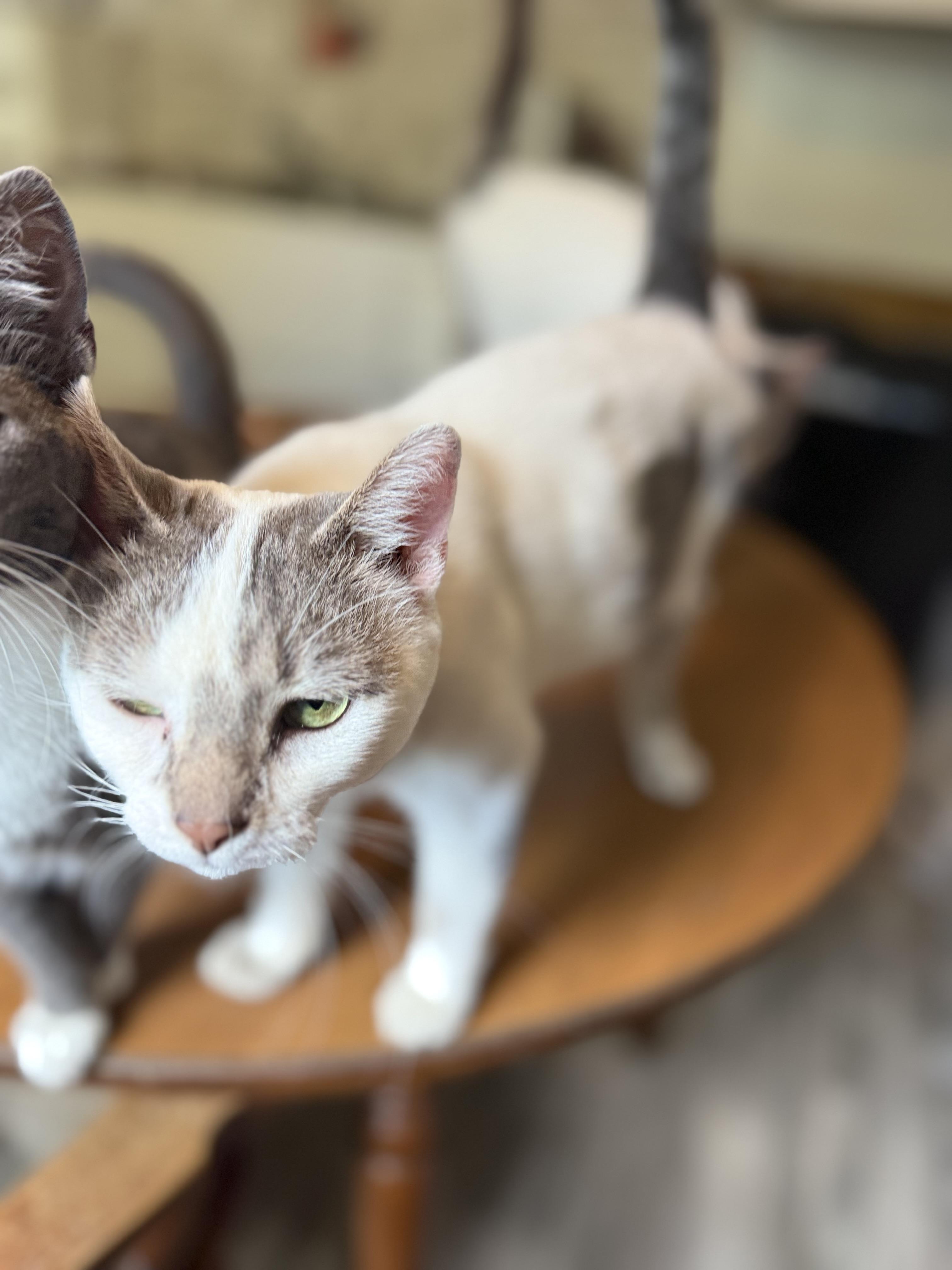 Orion, a ADOPTABLE Domestic Short Hair in Royalton, IL image 2/4