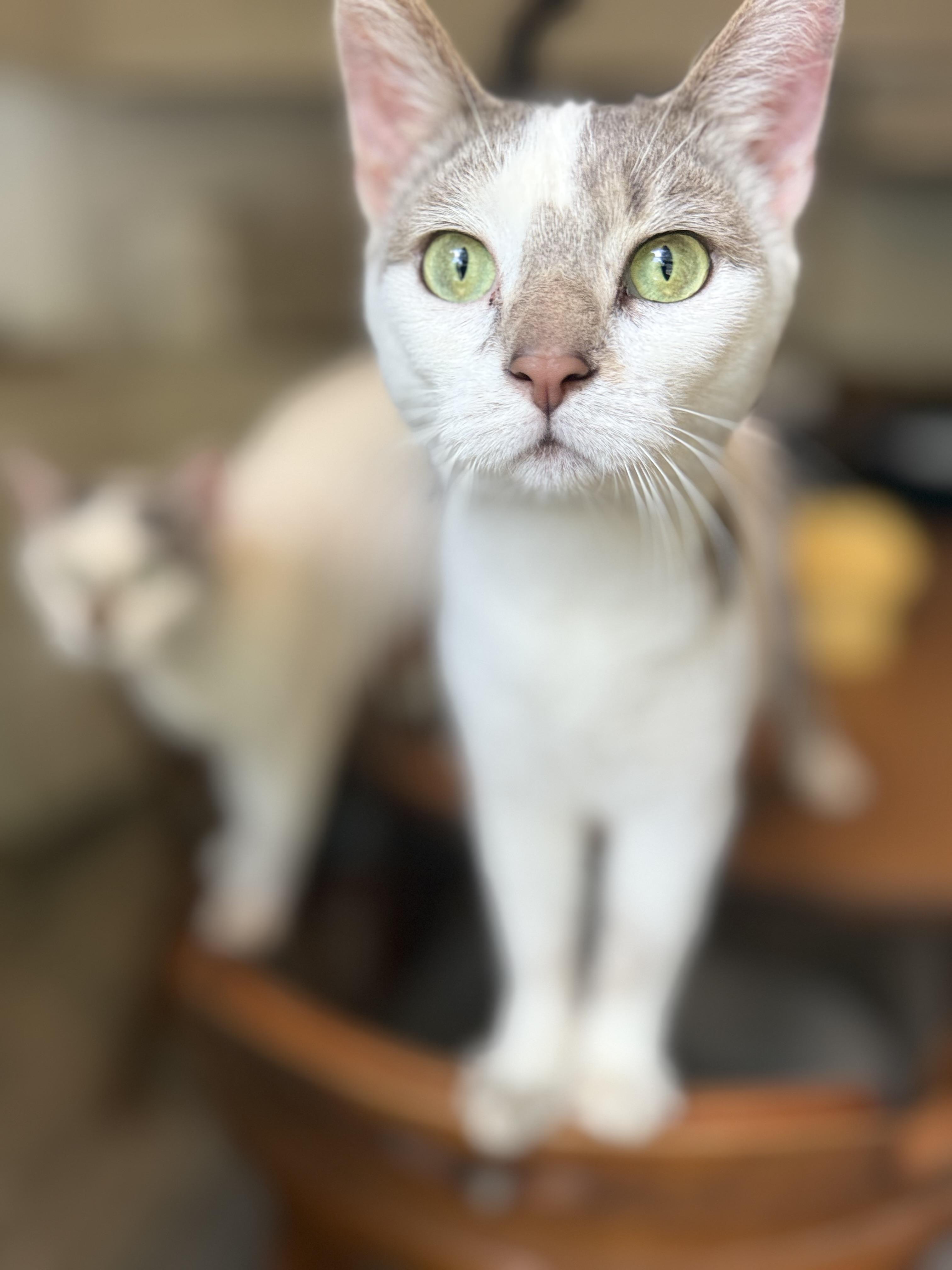 Orion, ADOPTABLE, Young Male Domestic Short Hair.