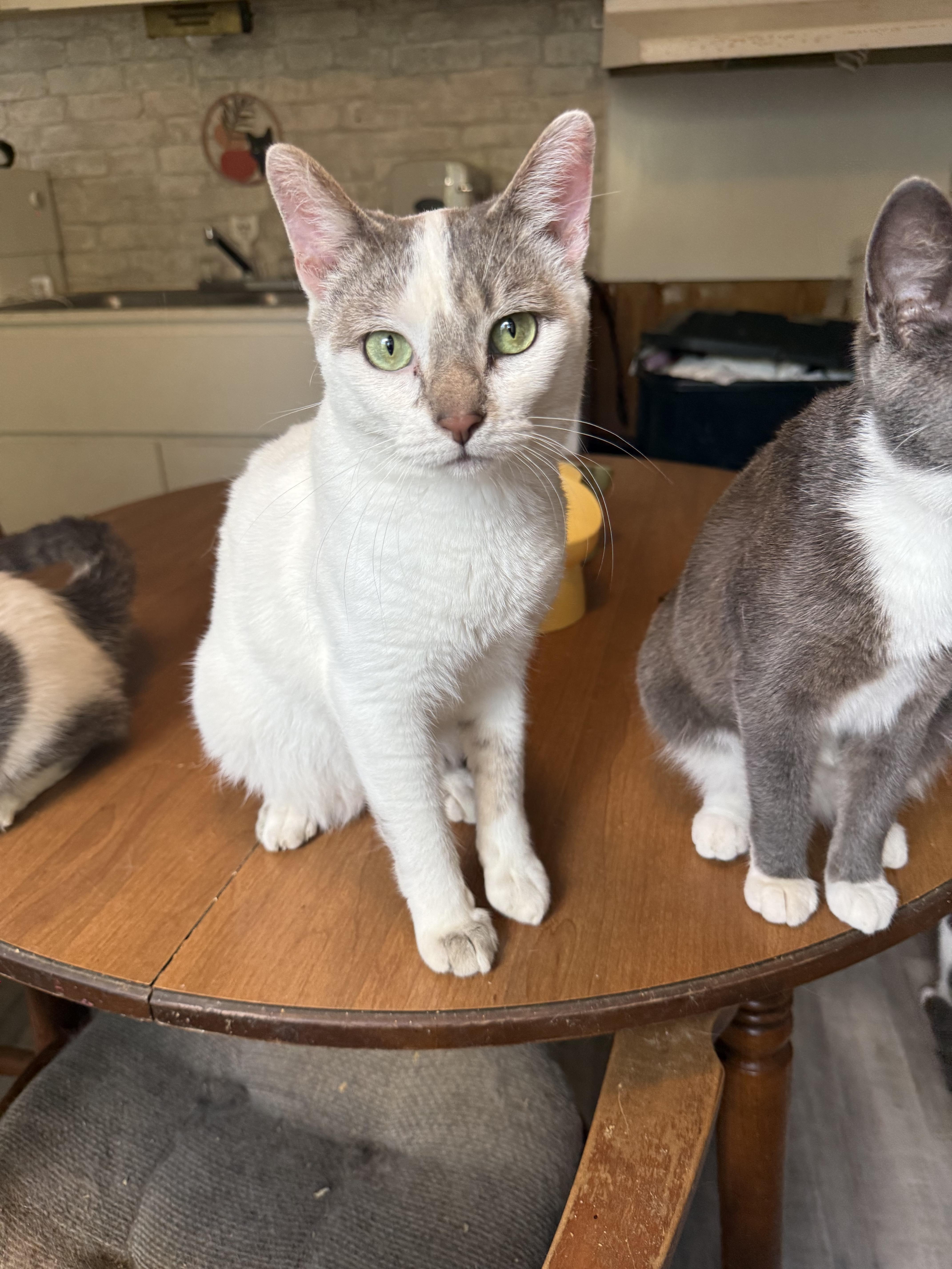 Orion, a ADOPTABLE Domestic Short Hair in Royalton, IL image 4/4